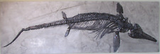 Ichthyosaur Dinosaur Fish Lizard Cast Fossil Replica Large 9' x 3' Wall Hanging picture