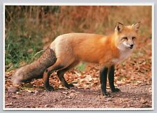 Red Fox, 1988, Vintage Postcard picture