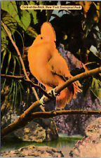 Vtg Cock Of The Rock New York Zoological Park New York City NY Linen Postcard picture