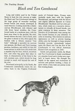 The Black and Tan Coonhound - CUSTOM MATTED - Vintage Dog Art Print - 