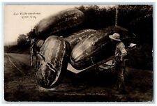 1908 W.H. Martin Exaggerated Watermelon Farmer Cart Horse RPPC Photo Postcard picture