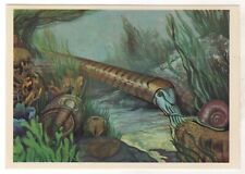 1983 CEPHALOPODS PREHISTORIC ANIMALS PALEONTOLOGY RUSSIA POSTCARD Old picture