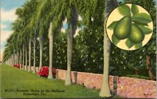 Avocado Grove in the Redlands Homestead Florida Old Postcard Unused A10 picture