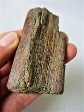 Late Triassic/Jurassic Part Ichthyosaur Jaw  - South Wales UK picture
