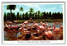 Postcard Hialeah Florida Race Course Flamingos picture