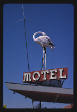 Flamingo Motel sign Route 30 Marshalltown Iowa 1980s Historic Old Photo picture