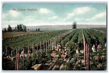 Irving Oregon OR Postcard An Oregon Hopfield c1910's Posted Antique picture