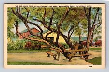 Cheboygan MI-Michigan, Washington Park, Old Apple Tree, Vintage Postcard picture