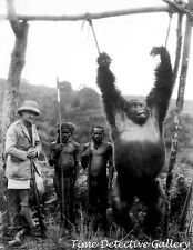 Captured Gorilla Belgian Congo circa 1930 Historic Photo Print 