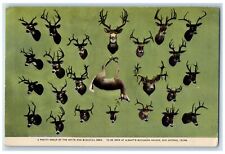 c1920 White & Blacktail Deer Alberts Buckhorn Saloon San Antonio Texas Postcard picture