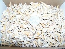 100 fossil Moroccan shark teeth per lot. picture