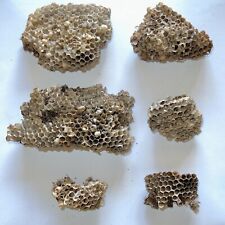 Lot of 6 Wasp Nests picture