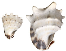 Conch Shells 6.5