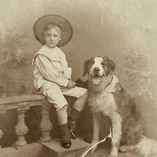 Antique Cabinet Card Photograph Adorable Boy St Bernard Big Dog Dresden Germany picture