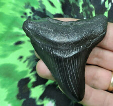 2 INCH REAL MEGALODON SHARK TOOTH BIG FOSSIL GIANT GENUINE PREHISTORIC MEG TEETH picture