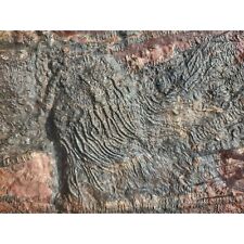 Mahoumacrinus CRINOID fossil picture