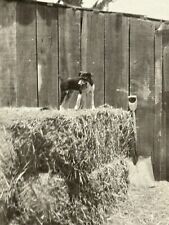 2O Photograph 1923 Cute Adorable Little Dog On Hay Bale Puppy Farm  picture