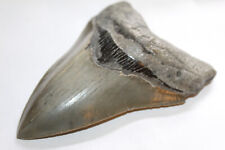 MEGALODON Fossil Giant Shark Tooth Natural Ocean 4.87