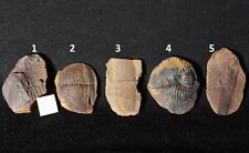 Calamites fossil plant rare set 5 species horsetails in nodules Not Mazon Creek picture