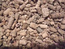 100 PC Crinoid Stem Fossils NASHVILLE, TN (Approx. 4 Oz) picture