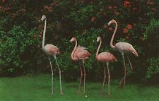 Colorful Flamingos McKee Jungle Gardens Birds Florida Chrome Vintage Postcard picture