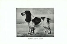 1947 Complete Dog - Spaniel on one side and Cocker Spaniel on one side picture