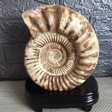4.65kg Rare natural rough polished white conch Ammonite  mt02 picture