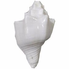 Lord Krishna's Pooja Shankh Shell White Conch Shell Bajnewala Shankh 6 Inches picture