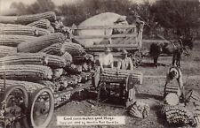 RPPC Exaggeration Pig Corn 1909 Martin Lumber Farm Photo Surreal Vtg Postcard Q8 picture