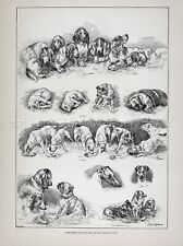 Dog Kennel Club Show Basset Hounds (Named) Artist Louis Wain 1880s Antique Print picture