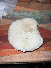 Natural White Ocean Reef Mushroom Sea Coral Piece 6 1/2 X 6 1/2 X 2 1/2