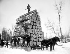Late 1800's Logging a Huge Load of Logs Vintage Photograph 8.5