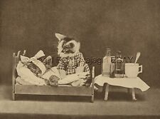 Cat Dressed Veterinarian or Doctor Nurse Kitten & Sick Patient, Cute 1915 Print picture