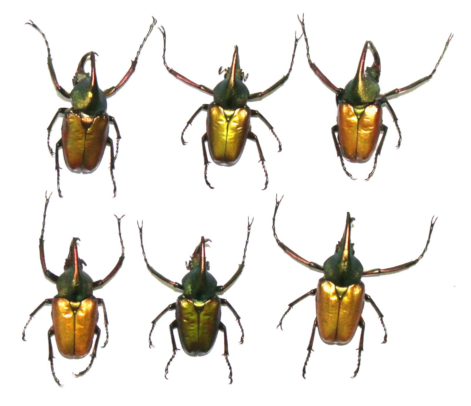 Cetoniidae. 6 x Theodosia magnifica bawangensis. West Kalimantan