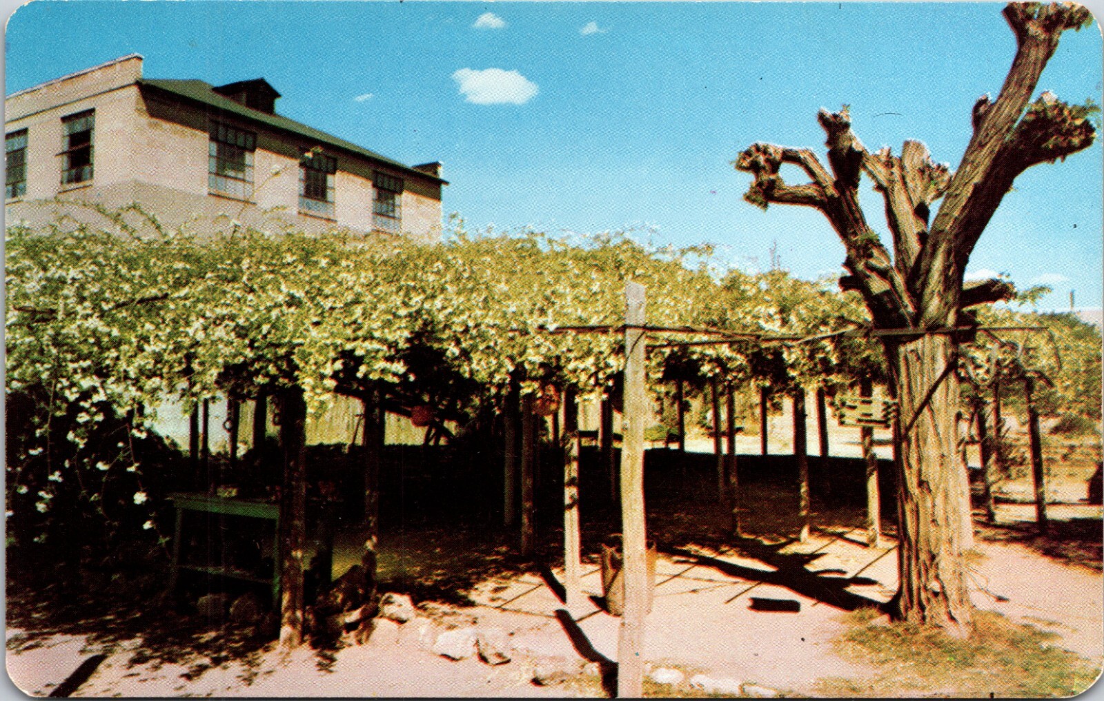 Tombstone Arizona Rose Bush Town Too Tough to Die Chrome Postcard C12 Tombstone Arizona Rose Bush Town Too Tough to Die Chrome Postcard C12