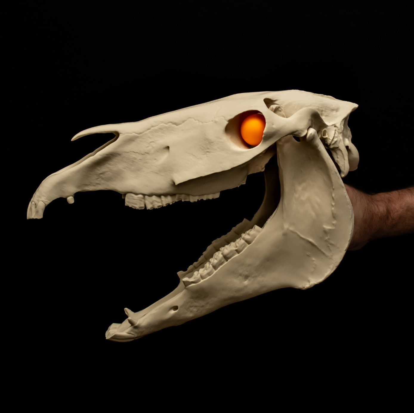 Mari Lwyd Skull Replica Welsh Folk Costume Horse Skull Hinged Jaw Prop 17in Mari Lwyd Skull Replica Welsh Folk Costume Horse Skull Hinged Jaw Prop 17in