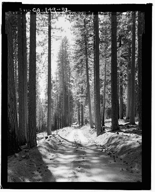 Photo:Yosemite Village California Tioga Road 1900s Forest Road Snow Pines Photo:Yosemite Village California Tioga Road 1900s Forest Road Snow Pines