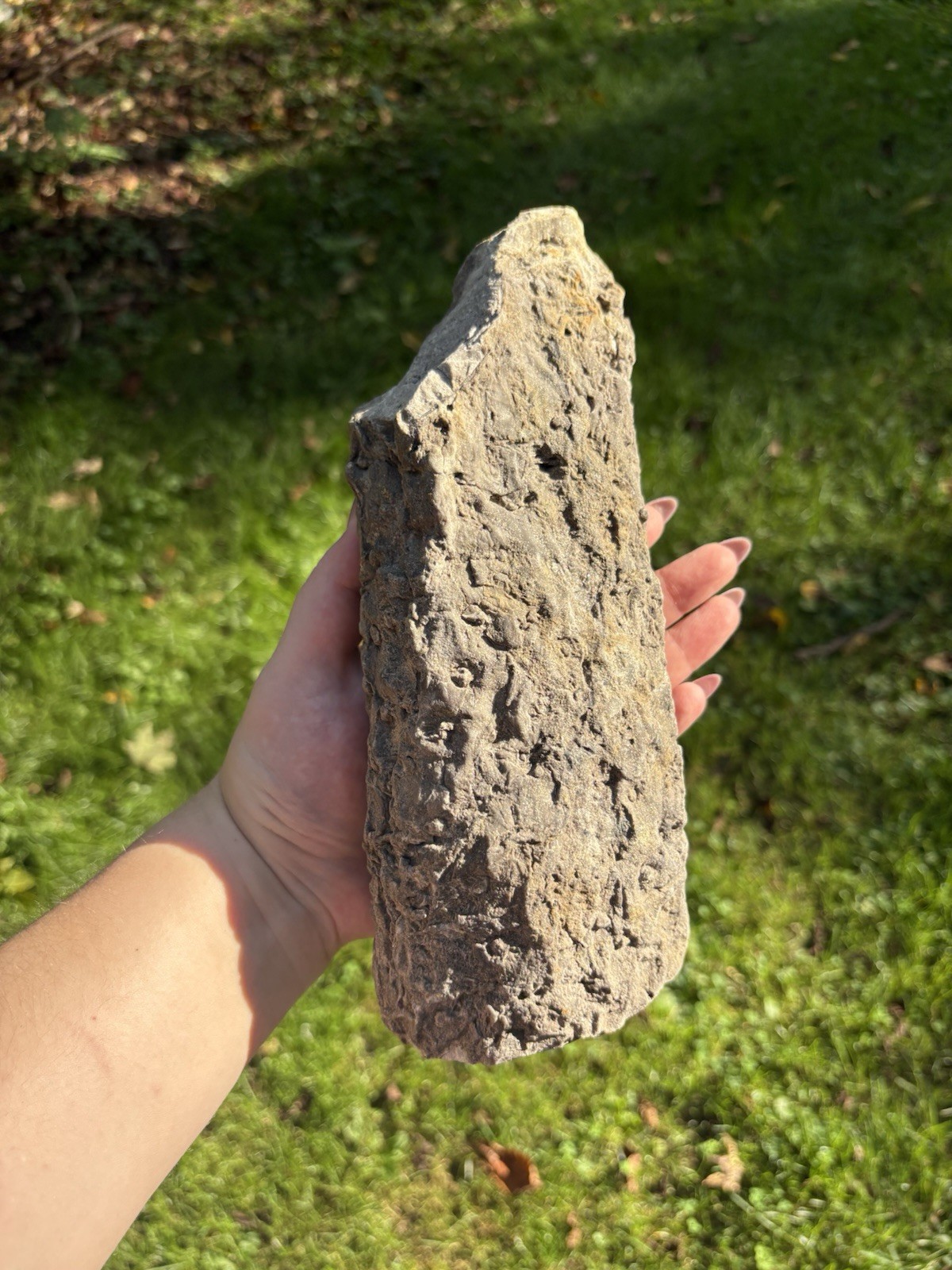 Natural Stigmaria Fossil Plant Root- Large 7” Stigmaria Fossilized Tree Root