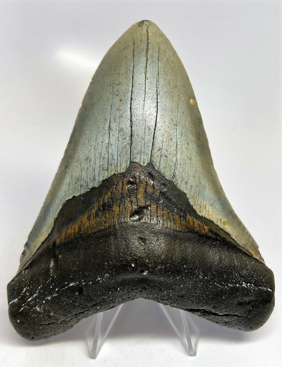 5 INCH REAL MEGALODON SHARK TOOTH BIG FOSSIL GIANT GENUINE PREHISTORIC TEETH MEG 5 INCH REAL MEGALODON SHARK TOOTH BIG FOSSIL GIANT GENUINE PREHISTORIC TEETH MEG