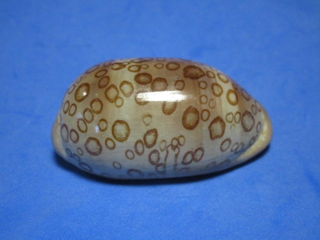 Cypraea argus contrastriata Perry, 1811 "BEAUTIFUL SPOTS" (58.9mm) "DWARF" Cypraea argus contrastriata Perry, 1811 "BEAUTIFUL SPOTS" (58.9mm) "DWARF"