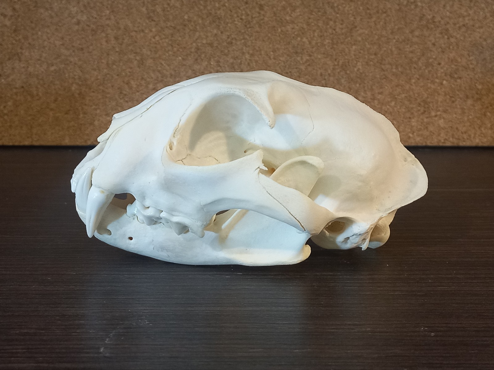 Real Large Eurasian Lynx Skull Taxidermy Natural Bone Specimen Lynx Lynx 15.5cm Real Large Eurasian Lynx Skull Taxidermy Natural Bone Specimen Lynx Lynx 15.5cm