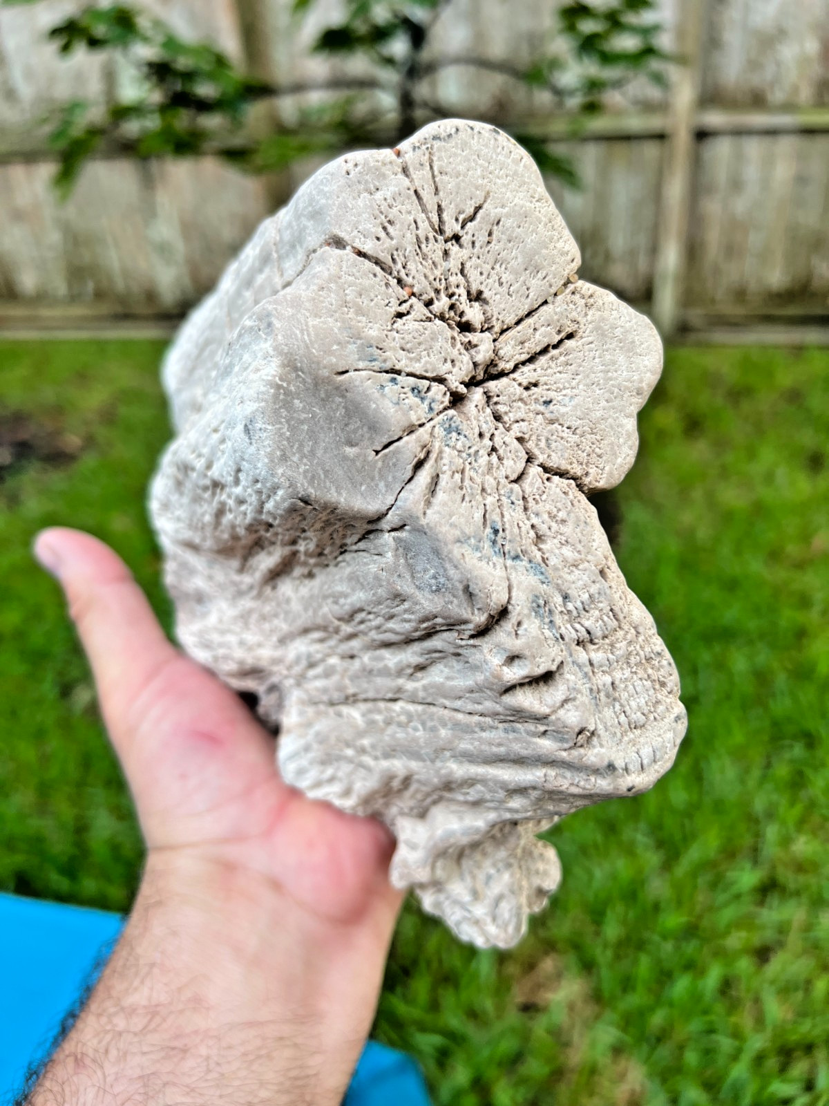 Texas Petrified Wood 8" Rare Full Round Fossilized Tree Log Stump Brazos County Texas Petrified Wood 8" Rare Full Round Fossilized Tree Log Stump Brazos County
