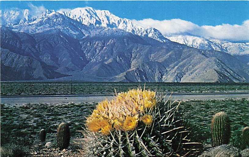 Postcard CA: Springtime Barrel Cactus in Bloom, Desert Mountains Postcard CA: Springtime Barrel Cactus in Bloom, Desert Mountains