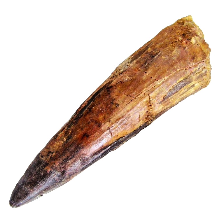 3 INCH LONG SPINOSAURUS TOOTH REAL DINOSAUR FOSSIL EXTINCT RELIC SPINOSAUR NICE 3 INCH LONG SPINOSAURUS TOOTH REAL DINOSAUR FOSSIL EXTINCT RELIC SPINOSAUR NICE