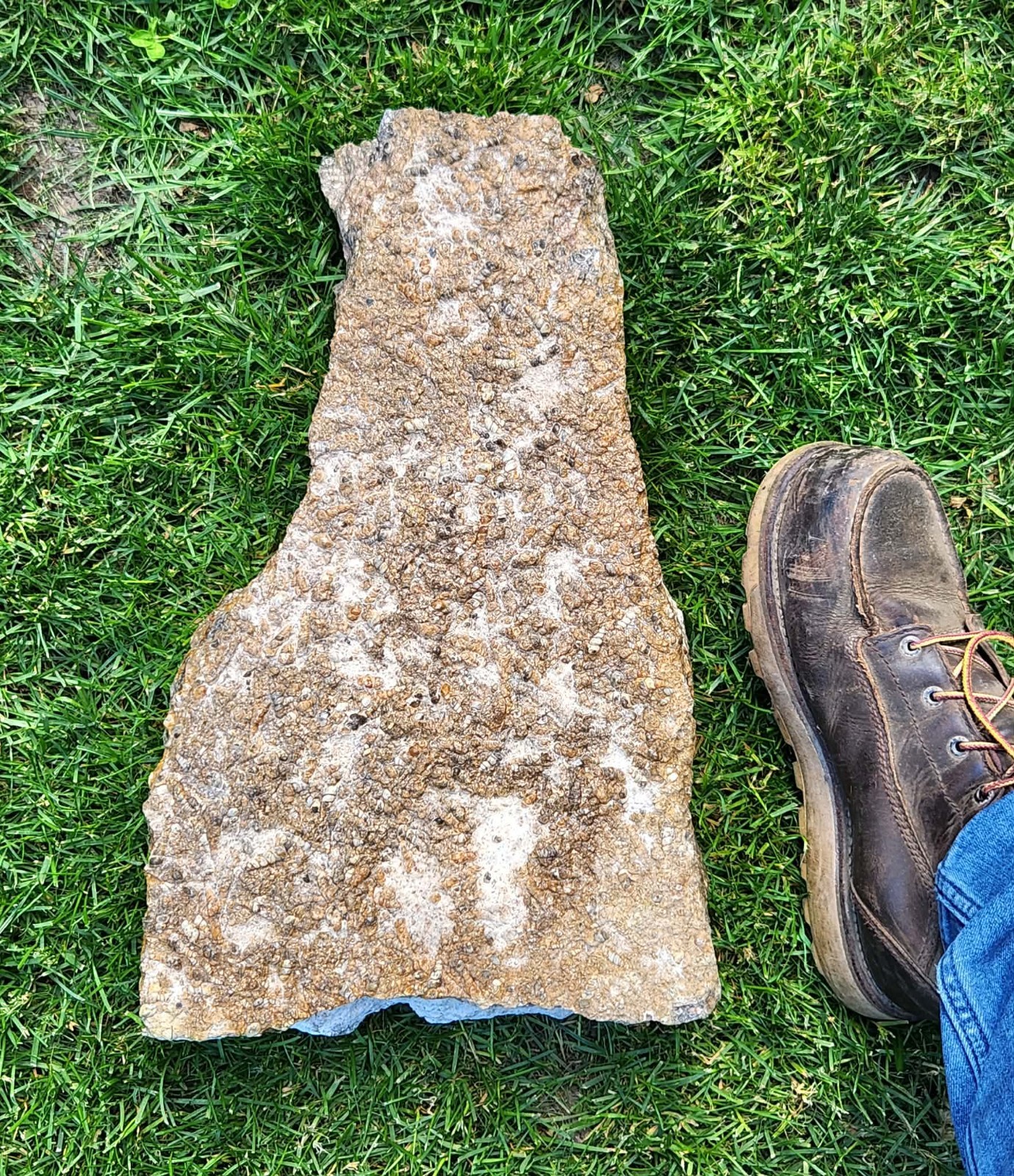 Giant 51-lb Rough Turritella Agate, Wyoming Fossil Beds, Ideal for Lapidary Giant 51-lb Rough Turritella Agate, Wyoming Fossil Beds, Ideal for Lapidary