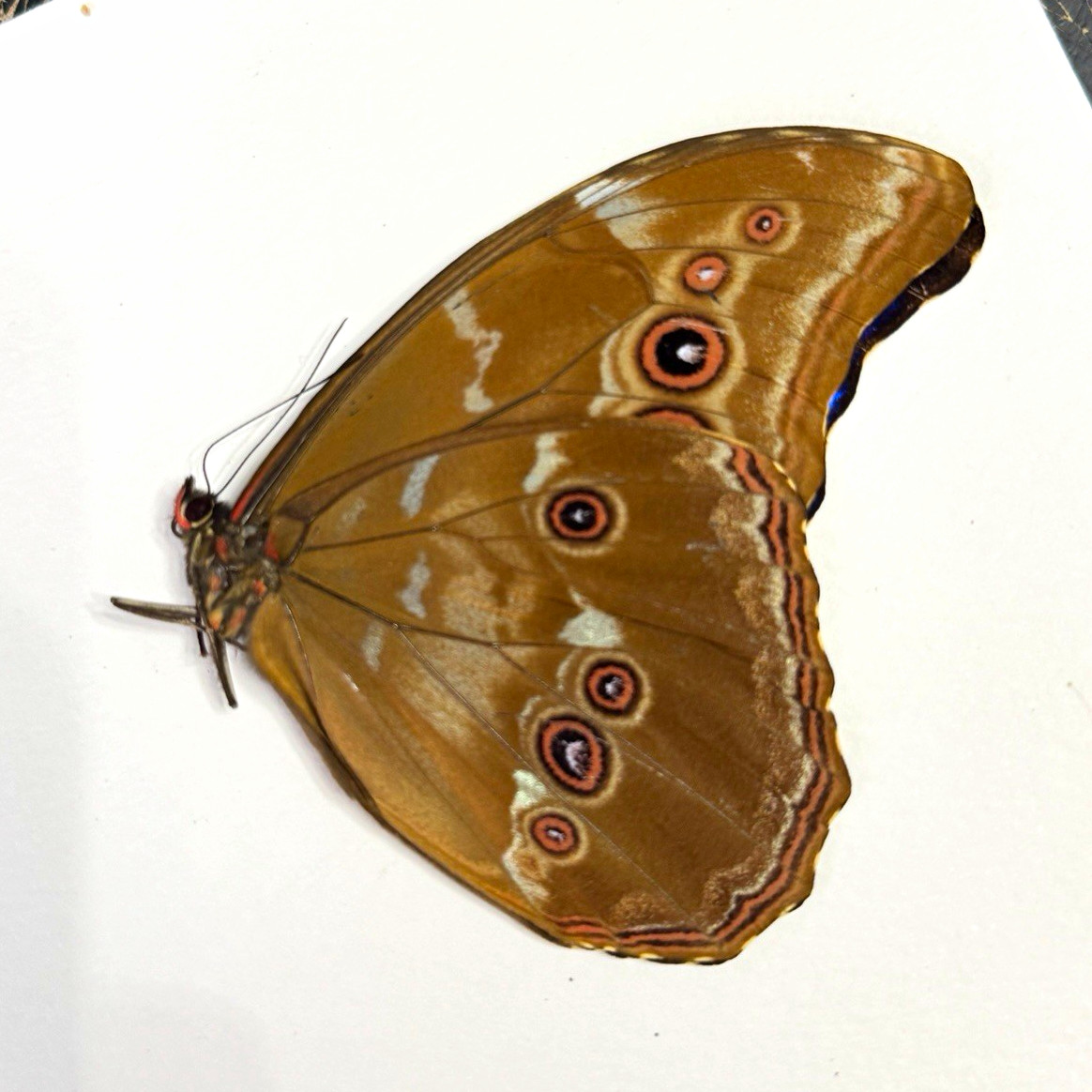 Real Morpho Didius A1 Specimen, wings folded and papered