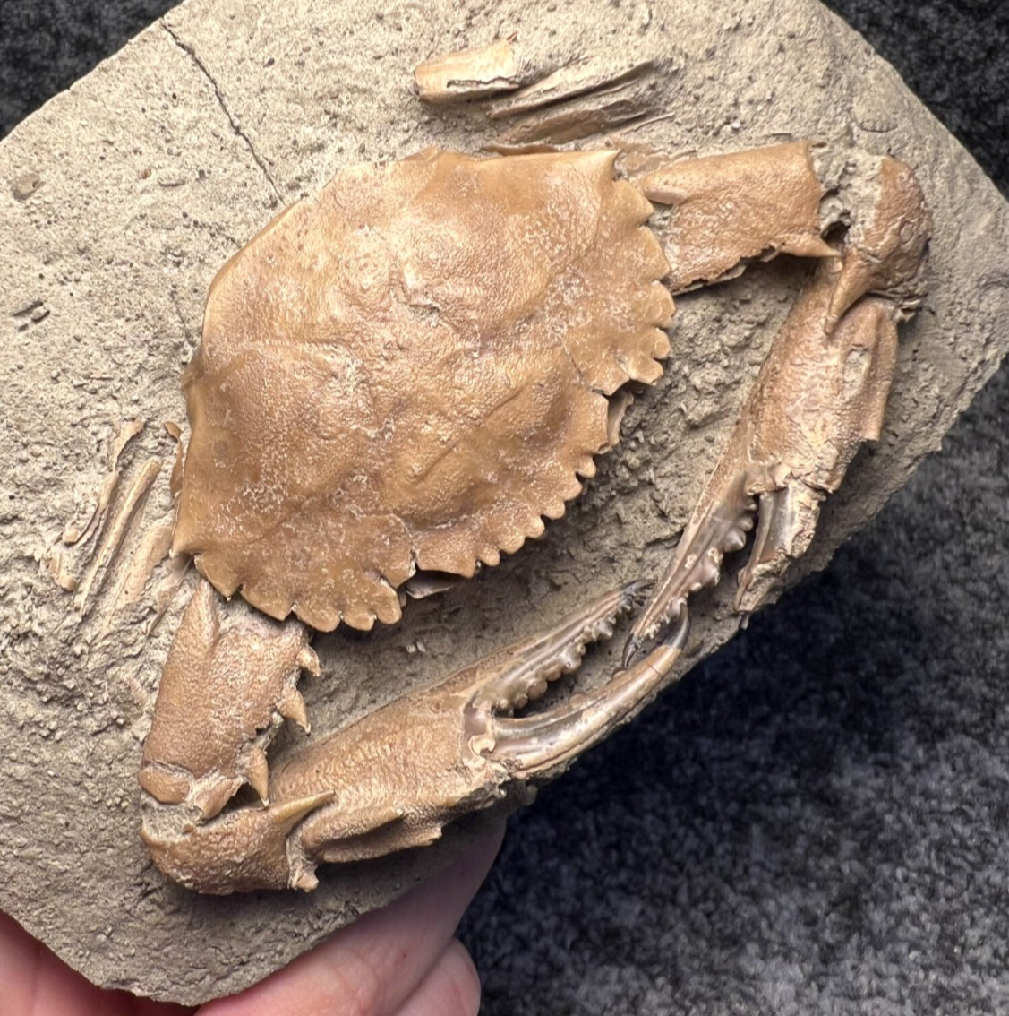 Exceptional Charybdis Fossil Crab – Highly Detailed, Indonesia ✅ Exceptional Charybdis Fossil Crab – Highly Detailed, Indonesia ✅