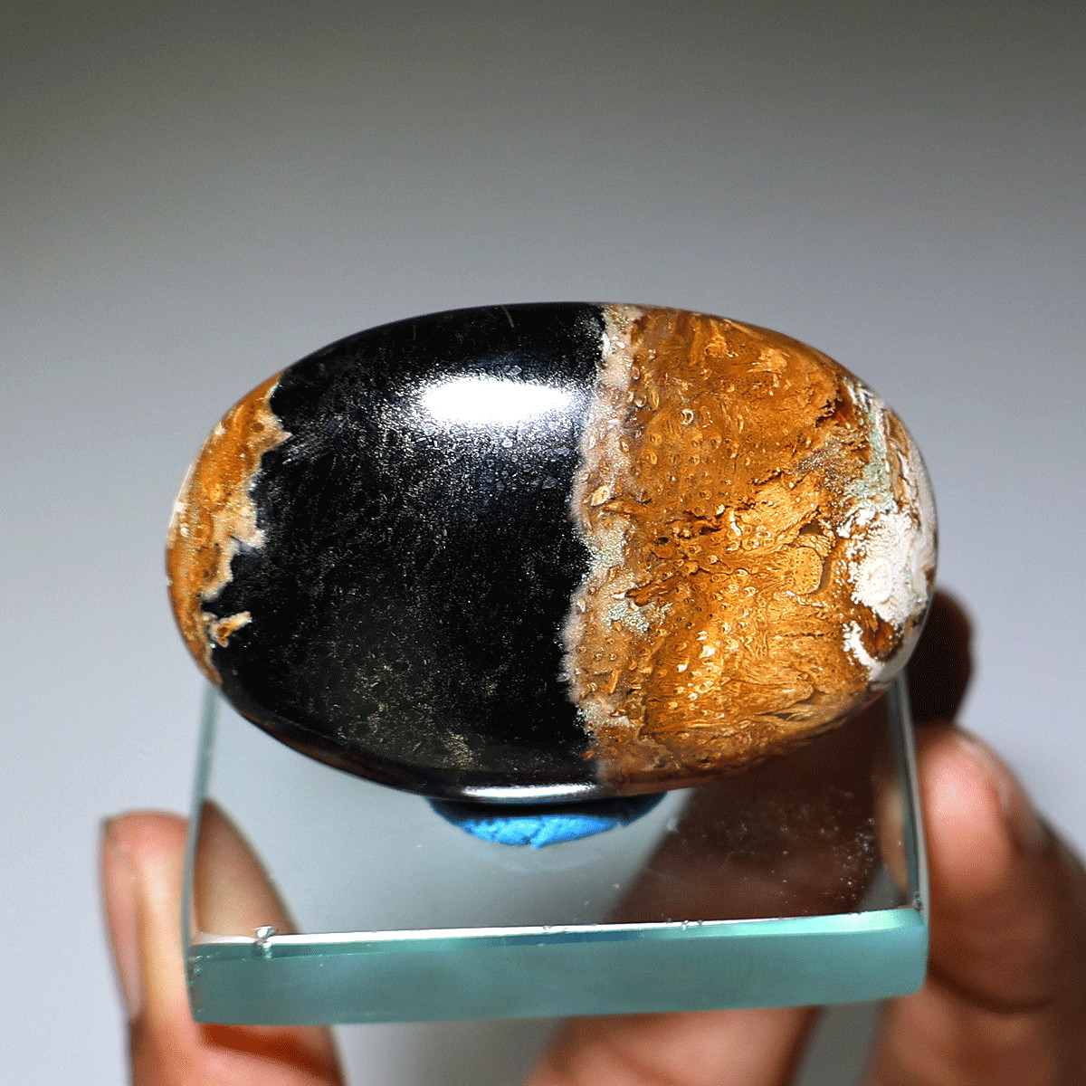Ancient Earth Memory • Fossil Palm Root Agate • Unique Natural Pattern Palmtone Ancient Earth Memory • Fossil Palm Root Agate • Unique Natural Pattern Palmtone