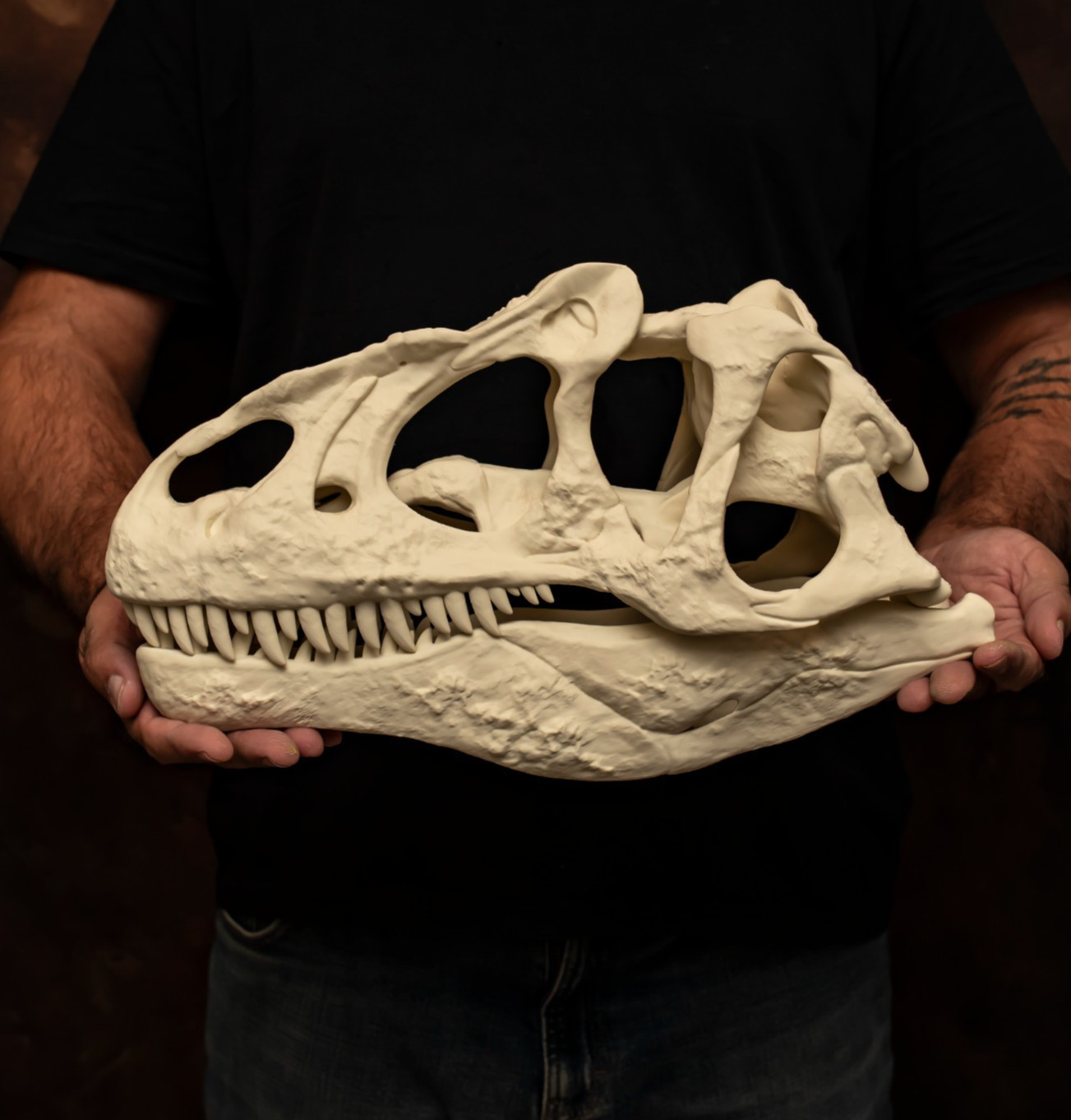 Allosaurus Skull Replica 16in Dinosaur Anatomy Display Large Prehistoric