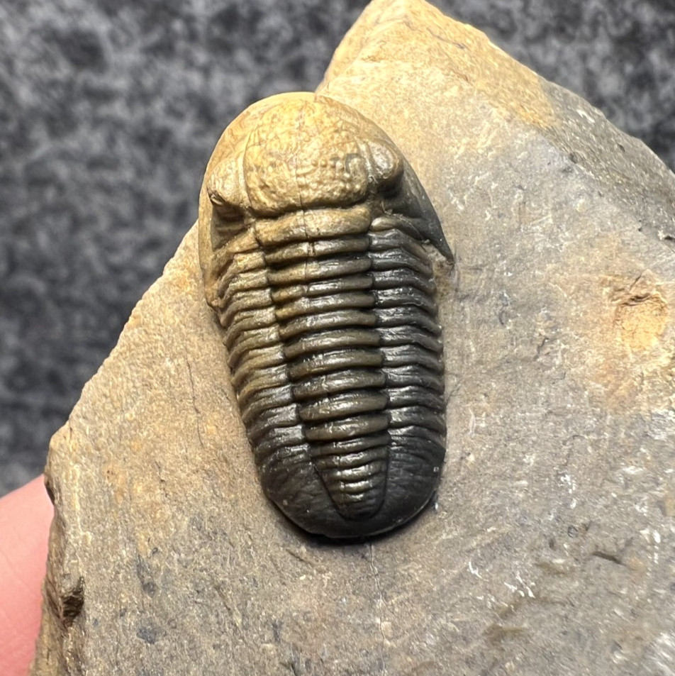 Exceptional Gerastos sp. Trilobite Fossil – Natural Two-Tone Color Exceptional Gerastos sp. Trilobite Fossil – Natural Two-Tone Color